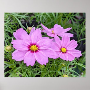 Pink Cosmos Flower Poster