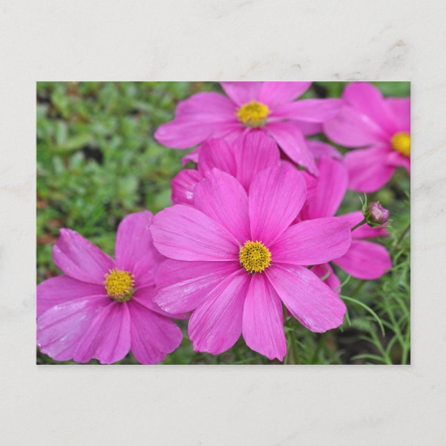 Pink cosmos flower print postcard (Front)
