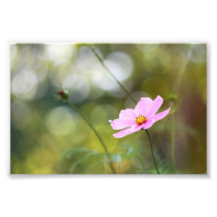 Pink Cosmos Flower With Green Golden Hour Bokeh Photo Print