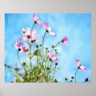 Pink Cosmos Flowers Floral Art Poster