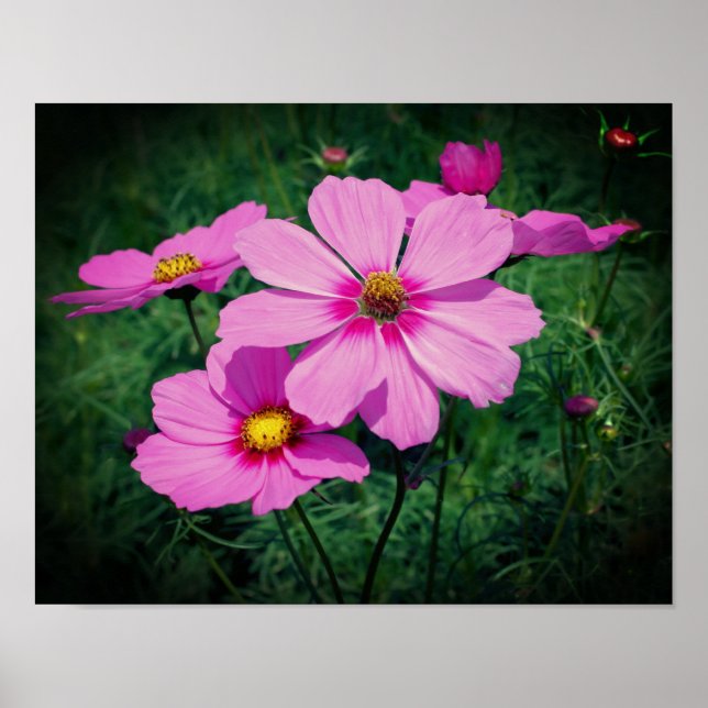 Pink Cosmos Flowers  Poster (Front)