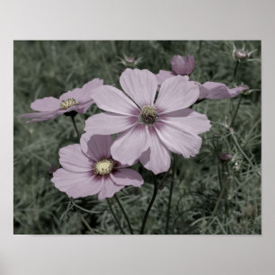 Pink Cosmos Flowers Vintage Partial Colour Poster
