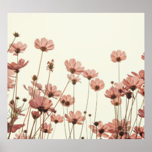 Pink cosmos: flowers white background. poster