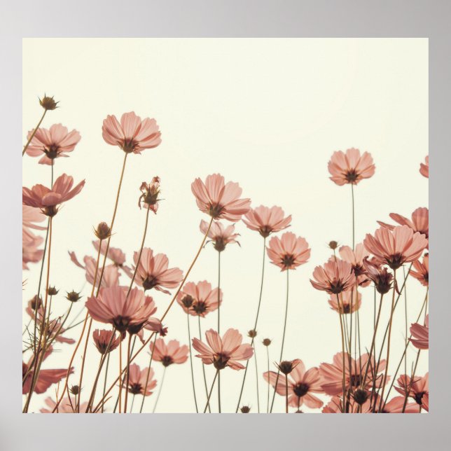 Pink cosmos: flowers white background. poster (Front)