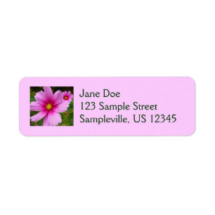 Pink Cosmos Flowers Wildflower