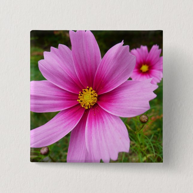Pink Cosmos Flowers Wildflower 15 Cm Square Badge (Front)