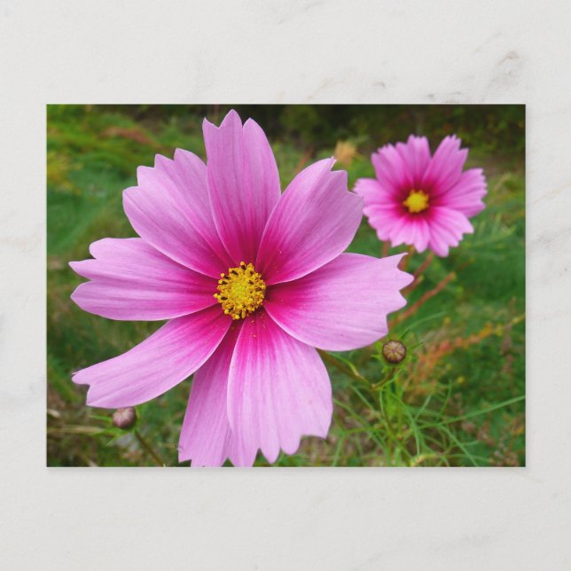 Pink Cosmos Flowers Wildflower Postcard (Front)
