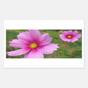 Pink Cosmos Flowers Wildflower Rectangular Sticker