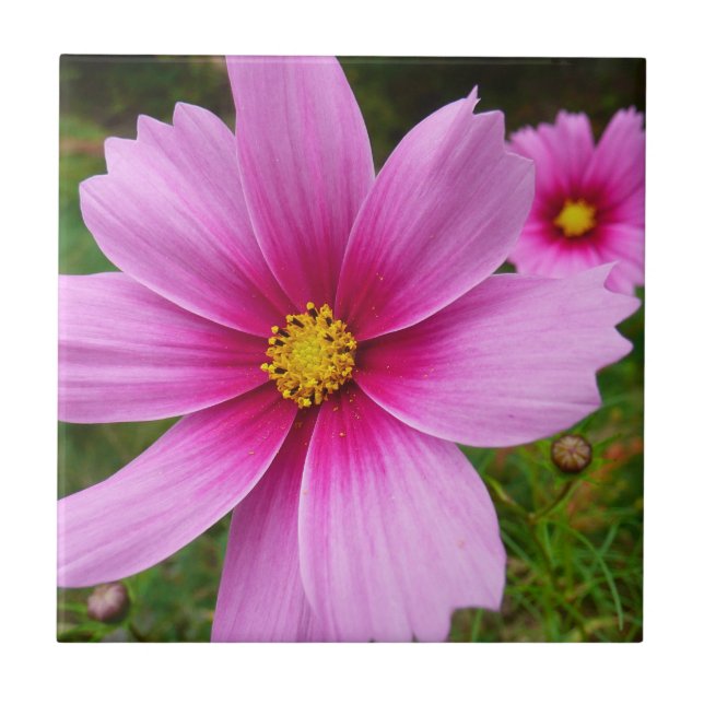 Pink Cosmos Flowers Wildflower Tile (Front)