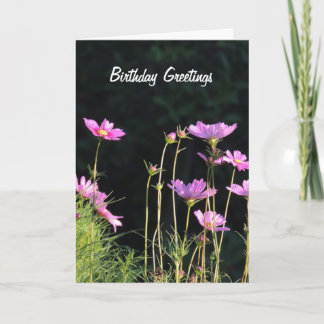 Pink Cosmos in the Morning Sun Holiday Card