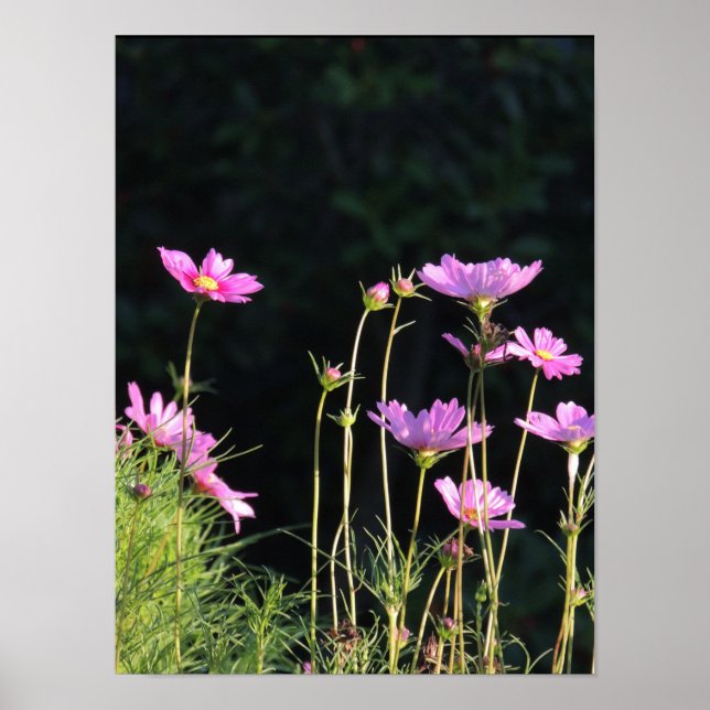 Pink Cosmos in the Morning Sun Poster (Front)