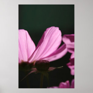 Pink Cosmos on the Sun 1 Floral Photography Poster