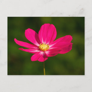 Pink Cosmos Postcard