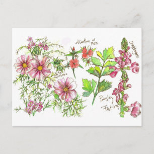 Pink Cosmos Snapdragon Flowers Sketch Postcard