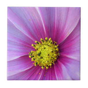 Pink Cosmos Tile