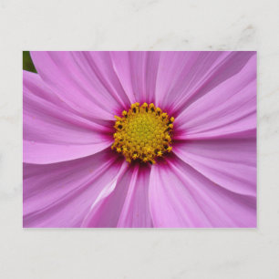 Pink Cosmos Wildflower Floral Postcard