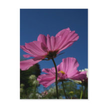 Pink Cosmos with Blue Sky Postcard