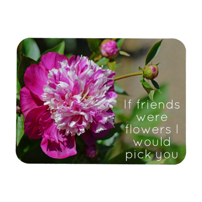 Pink Cottage Peony Flower Friend Magnet (Horizontal)