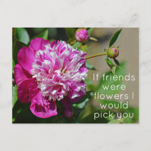 Pink Cottage Peony Flower Pun Postcard