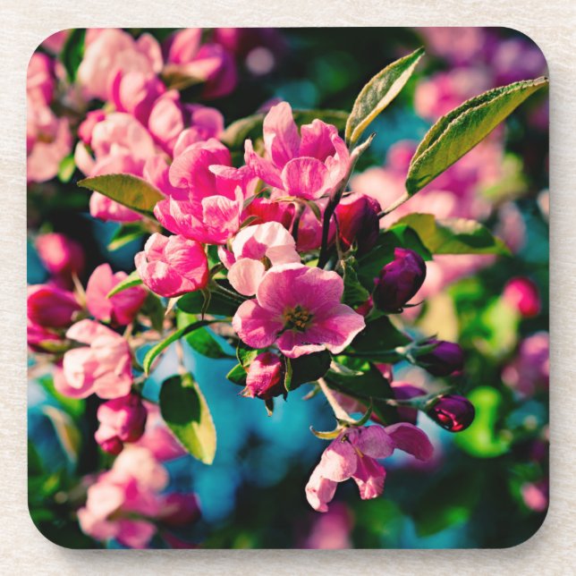 Pink Crab Apple Flowers Coaster (Front)