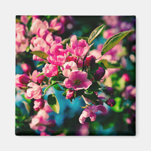 Pink Crab Apple Flowers Magnet