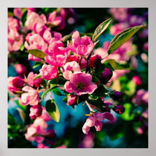 Pink Crab Apple Flowers Poster