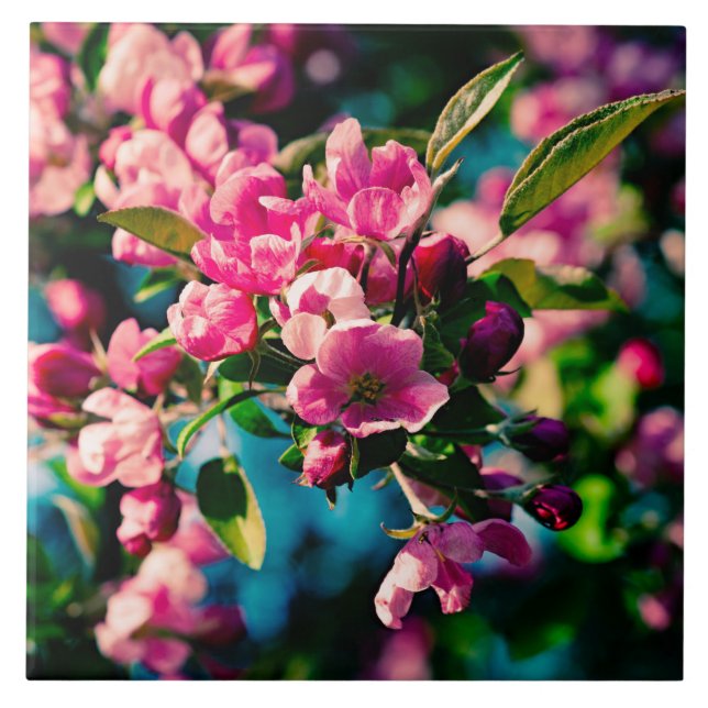 Pink Crab Apple Flowers Tile (Front)