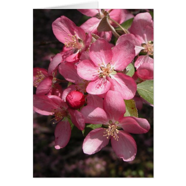Pink Crabapple (Front)