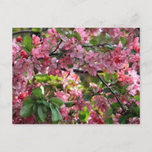 Pink Crabapple Blossoms Postcard