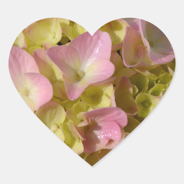 Pink Cream Hydrangeas yellow pink green floral  Heart Sticker (Front)