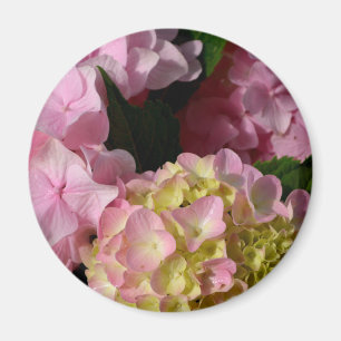 Pink Cream Hydrangeas yellow pink green floral  Magnet