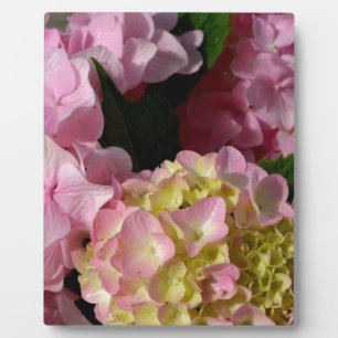 Pink Cream Hydrangeas yellow pink green floral Plaque
