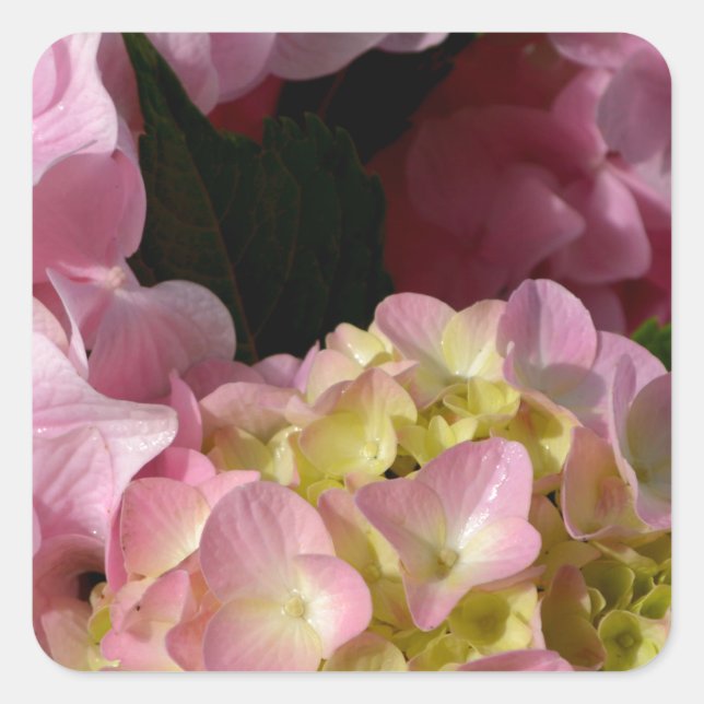 Pink Cream Hydrangeas yellow pink green floral  Square Sticker (Front)