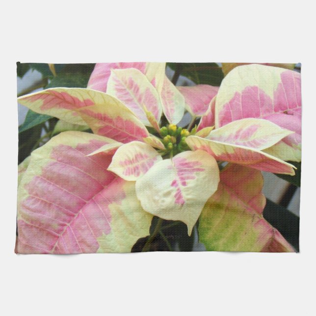 Pink Cream Poinsettia Tea Towel (Horizontal)