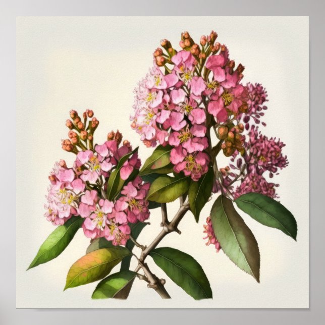 Pink Crepe Myrtle Flowers Art Print Poster (Front)