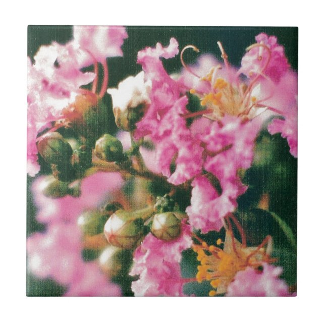 Pink Crepe Myrtle Tile (Front)