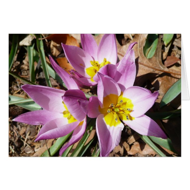 Pink Crocuses Spring Floral (Front Horizontal)