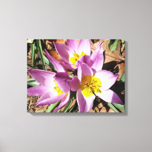 Pink Crocuses Spring Floral Canvas Print