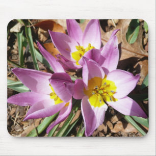 Pink Crocuses Spring Floral Mouse Mat