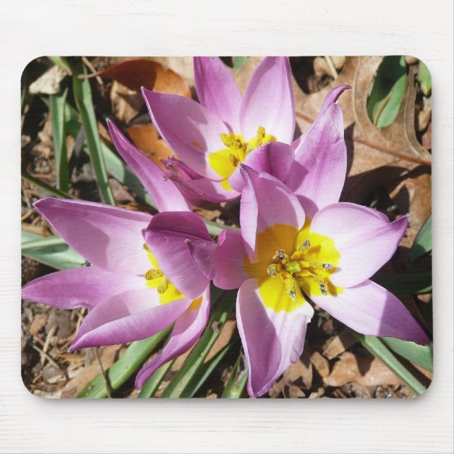 Pink Crocuses Spring Floral Mouse Mat (Front)