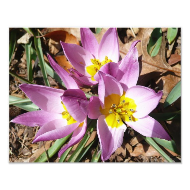 Pink Crocuses Spring Floral Photo Print (Front)