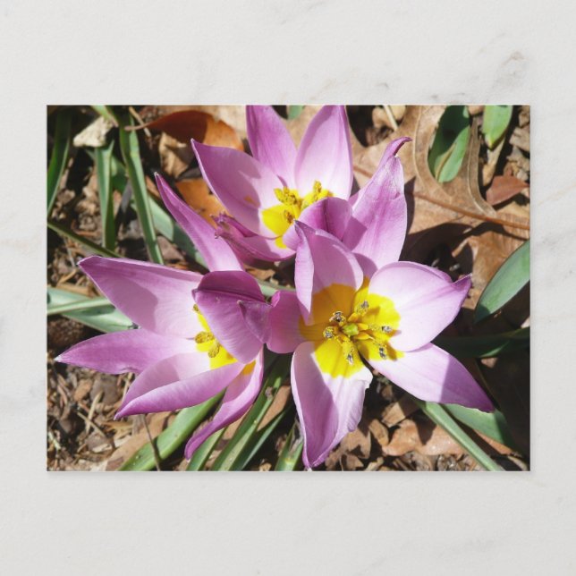 Pink Crocuses Spring Floral Postcard (Front)