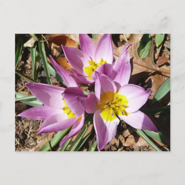 Pink Crocuses Spring Floral Postcard (Front)