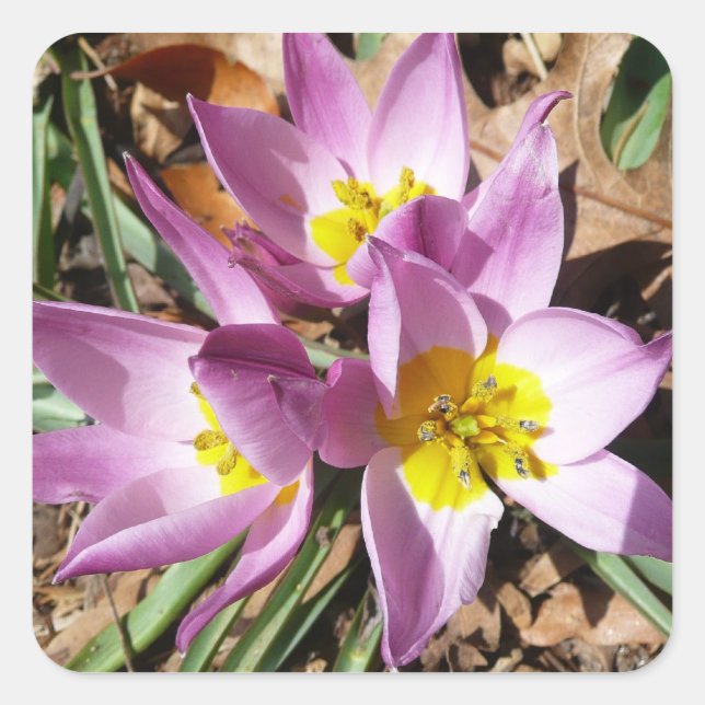 Pink Crocuses Spring Floral Square Sticker (Front)