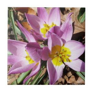 Pink Crocuses Spring Floral Tile