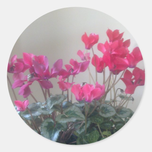 Pink Cyclamen Flowers Sticker (Front)