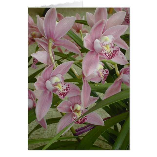 Pink Cymbidium Orchid (Front)