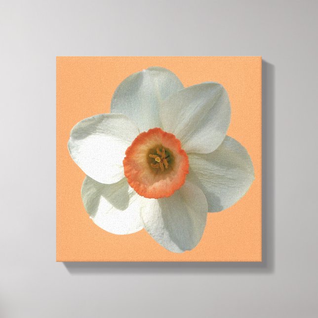 Pink Daffodil Spring Flower Canvas Print (Front)