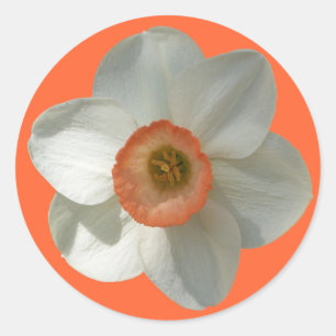 Pink Daffodil Spring Flower Classic Round Sticker