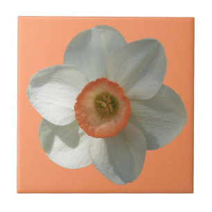 Pink Daffodil Spring Flower Tile